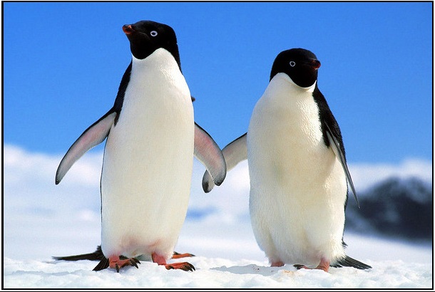 pinguinos-amistad
